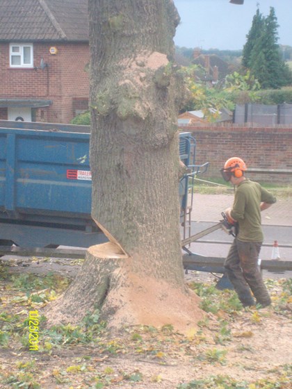 Stump Grinding: Fircroft Tree Surgery Ltd