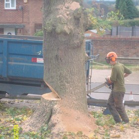 Stump Grinding: Fircroft Tree Surgery Ltd